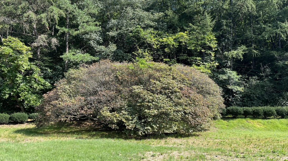 사진 설명 시작. 대잔디원에 위치한 철쭉이다. 한 곳에 심어놓아 봄이면 아름드리 꽃이 핀다. 사진 설명 끝.
