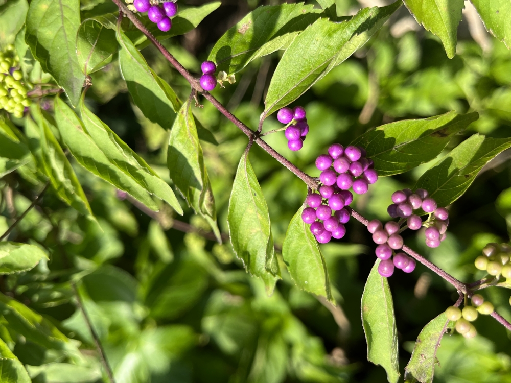 사진 설명 시작. 좀작살나무의 열매 모습이다. 작살나무보다 톱니가 시작되는 중심이 좀 더 뻗어있어서 ‘좀’작살나무다. 사진 설명 끝.