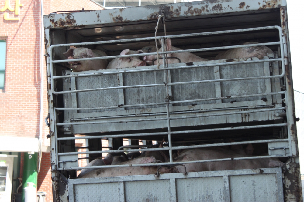 사진 설명 시작. 2단 대형 트럭에 돼지들이 실려 있다. 도축하기 위해 트럭에 실어지는 돼지들이다. 그 중 2층의 돼지 두 마리는 뚫린 철장 사이로 카메라 측을 응시하고 있다. 사진 설명 끝.