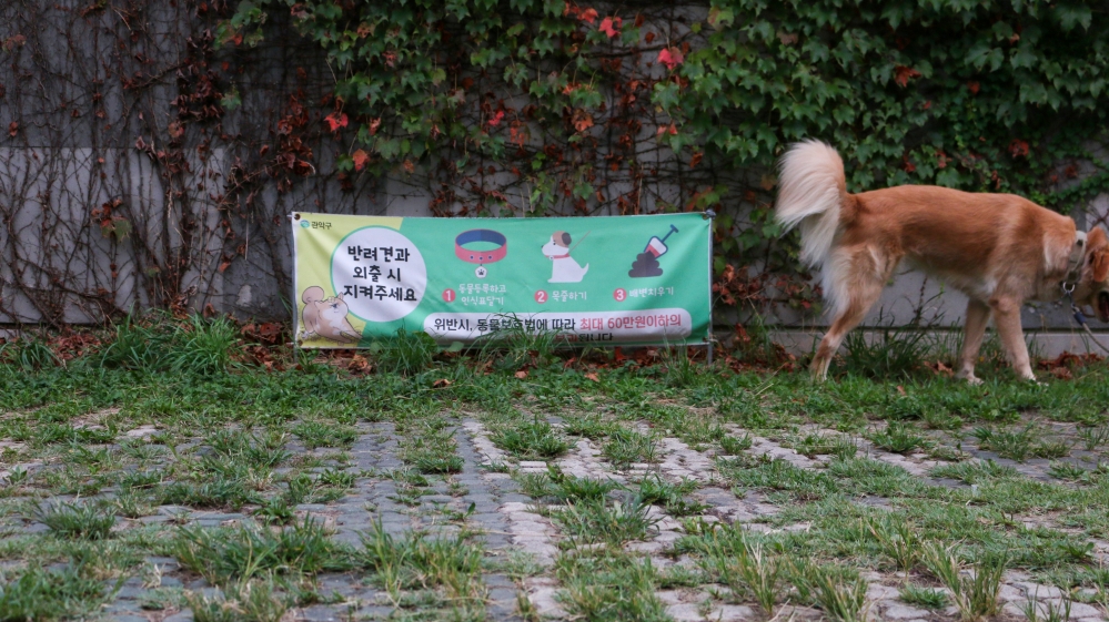 사진 설명 시작. 덩굴이 가득한 벽에