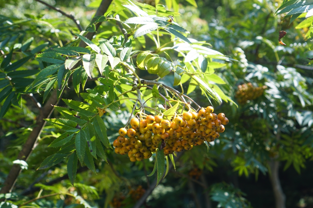사진 설명 시작. 2010년 곤파스에 의해 쓰러진 중앙로의 나무를 대체해서 심어진 마가목의 모습. 열매가 무성히 달려있다. 사진 설명 끝.