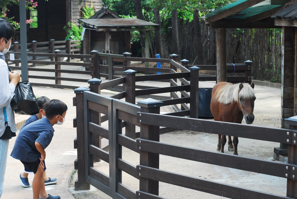 사진 설명 시작. 나무 울타리 사이에 있는 틈으로 한 아이가 망아지에게 말을 건다. 어머니는 아이 뒤에서 동물을 관찰하는 아이를 보고 있다. 망아지는 흰 갈기가 등 중반부터 눈 바로 위까지 나 있고, 울타리에서 멀리 떨어져 있다. 사진 설명 끝.
