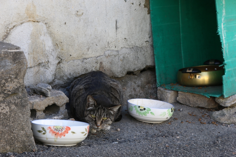 사진 설명 시작. 낡은 청색 박스 앞에 길고양이 한 마리가 웅크리고 있다. 검회색 털에 노란 눈을 가진 고양이는 카메라를 응시하며 시멘트 벽돌에 딱 붙어있다. 고양이 옆으로 사료 그릇 두 개가 놓여있고, 청색 박스 안에도 양은 사료 그릇이 보인다. 사진 설명 끝.