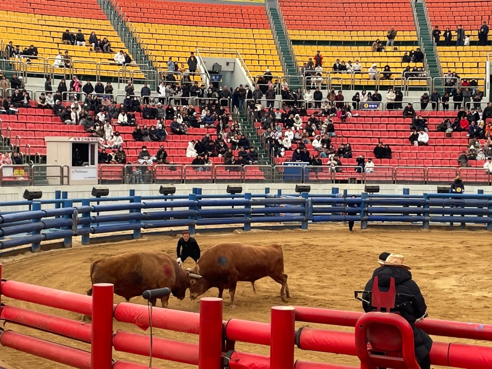 사진 설명 시작. 소싸움경기장 한가운데서 소 두 명이 머리를 맞대고 서로를 밀고 있다. 소들 사이로 소리치는 우주의 모습이 보인다. 경기장 위에서 관중들이 빨간 의자에 앉아 소싸움을 지켜보고 있다. 사진 설명 끝.