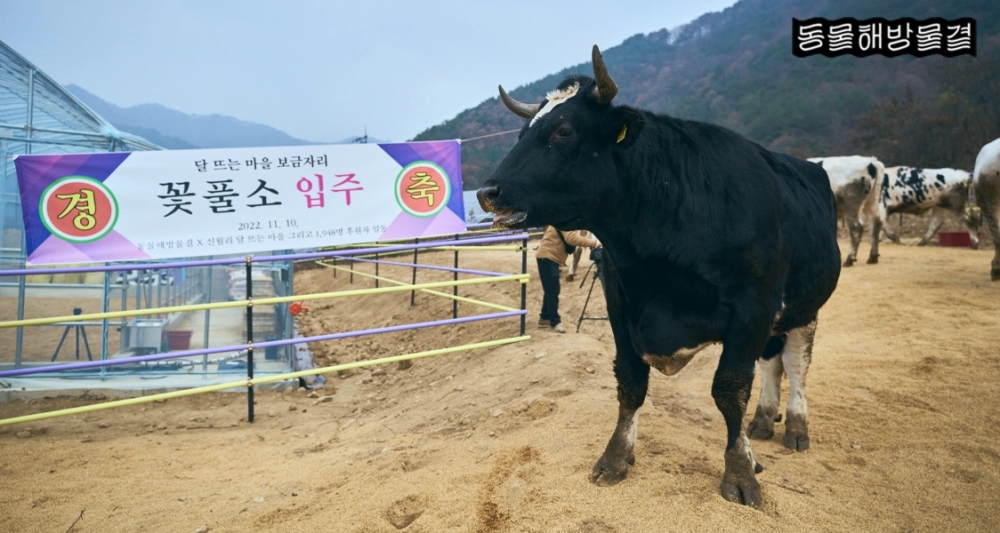 사진 설명 시작. 검은 털을 가진 소 한 명이 현수막을 바라보고 있다. 현수막에는